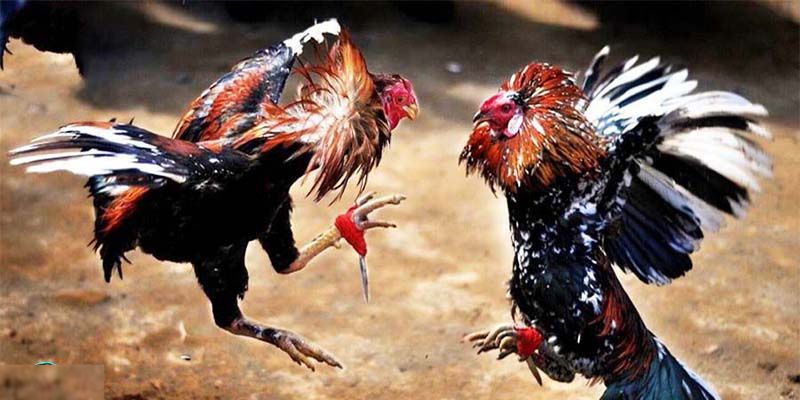 Gà Mỹ cống hiến những trận đấu kịch tính, mãn nhãn