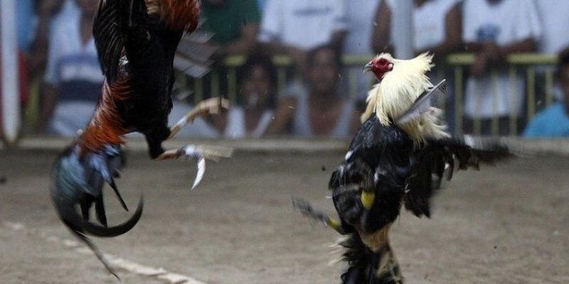 Các trận đấu có sự xuất hiện của cựa dao cực kịch tính, hấp dẫn