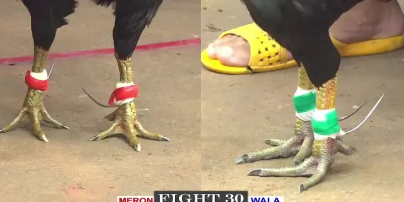 Người chơi có thể xem online các trận đấu cựa dao