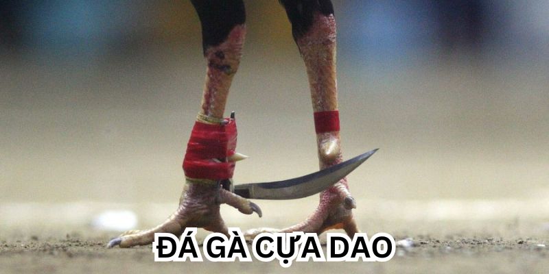 Đá gà cựa dao