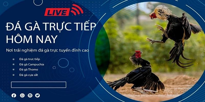 Bet88 cung cấp link theo dõi đá gà miễn phí