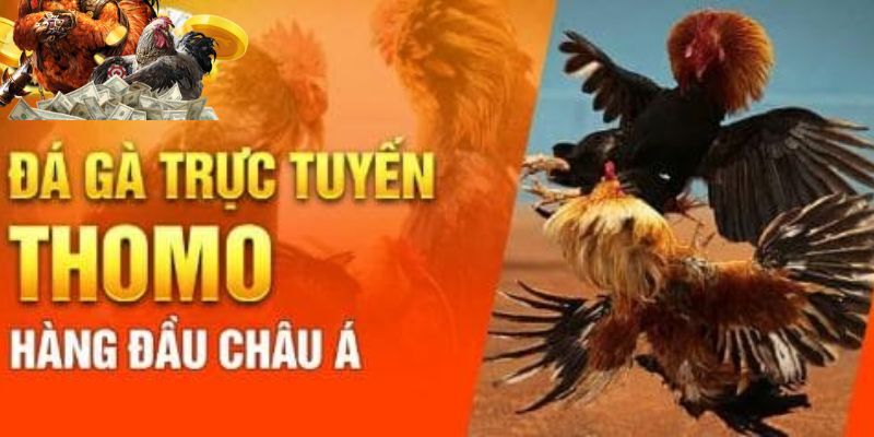 Trường gà Thomo được bảo hộ bởi chính phủ