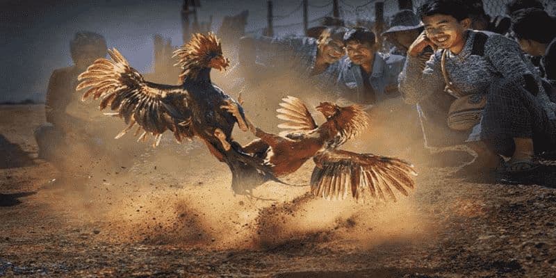 Tận dụng mẹo cược giúp thắng lớn